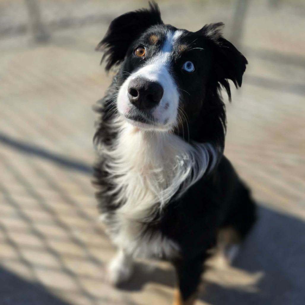 Enlarge Cinder, a Adoptable Australian Shepherd in Jackson, MO image 1/6