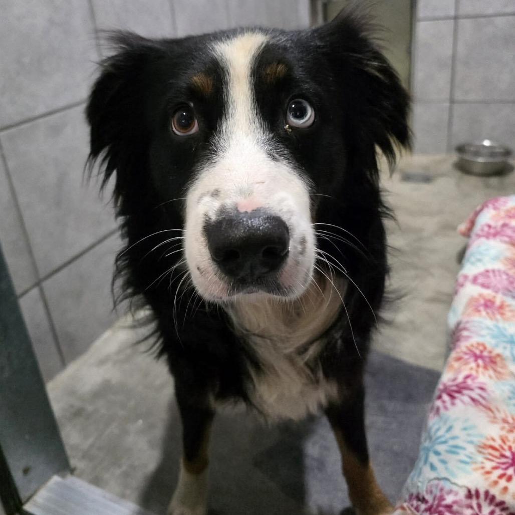 Enlarge Cinder, a Adoptable Australian Shepherd in Jackson, MO image 2/6