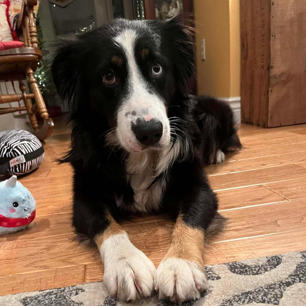 Enlarge Cinder, a Adoptable Australian Shepherd in Jackson, MO image 3/6