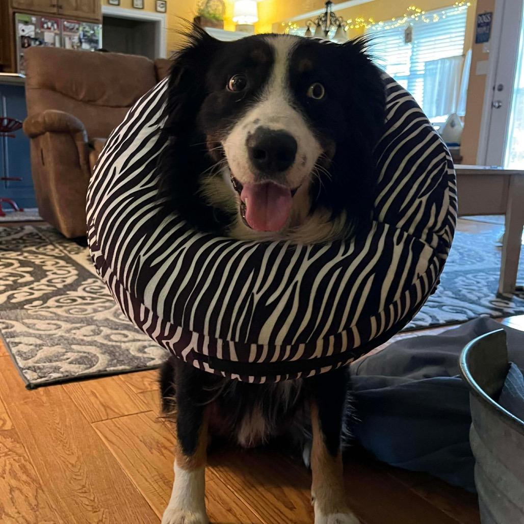 Enlarge Cinder, a Adoptable Australian Shepherd in Jackson, MO image 4/6