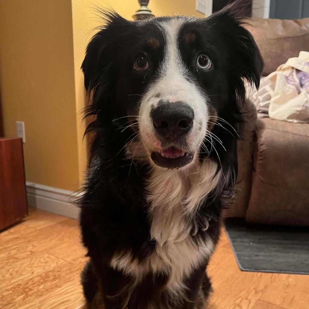 Enlarge Cinder, a Adoptable Australian Shepherd in Jackson, MO image 5/6