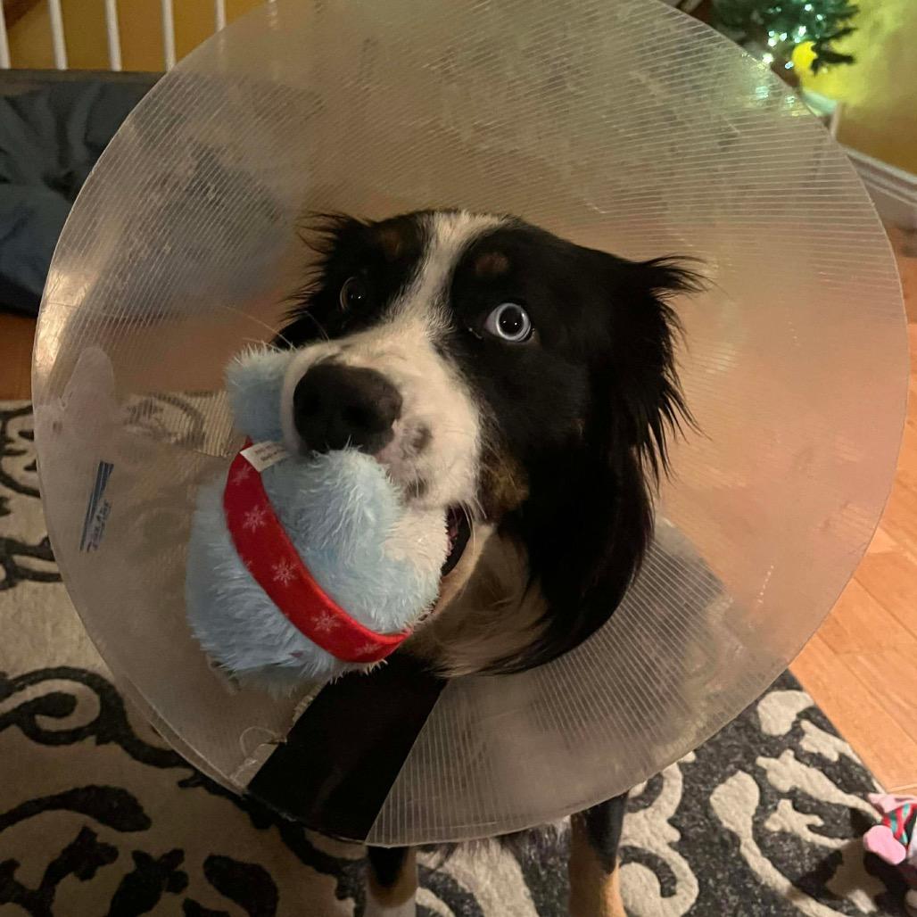 Enlarge Cinder, a Adoptable Australian Shepherd in Jackson, MO image 6/6