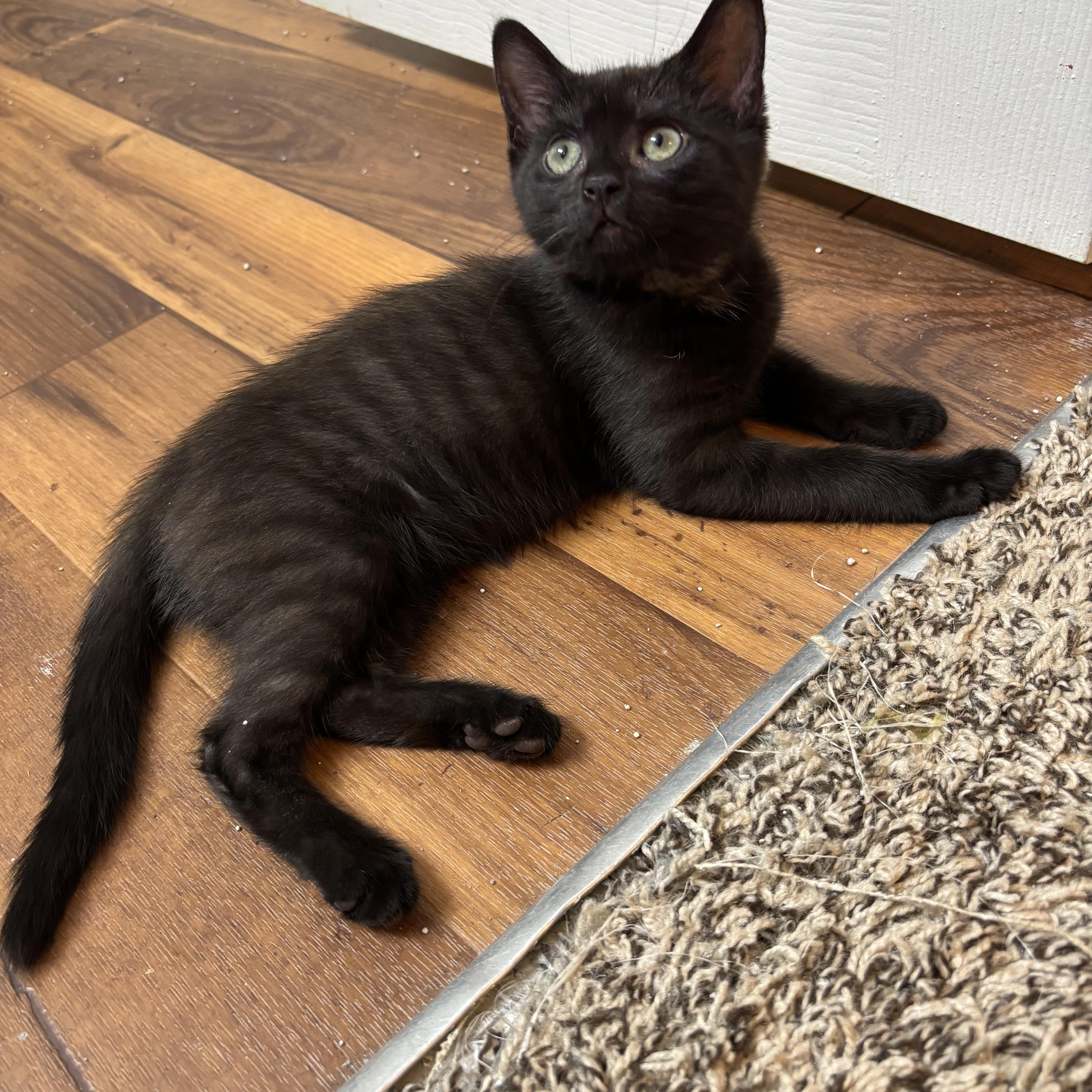 Enlarge Maisey and Daisey, a ADOPTABLE Russian Blue in Charlotte, NC image 2/4