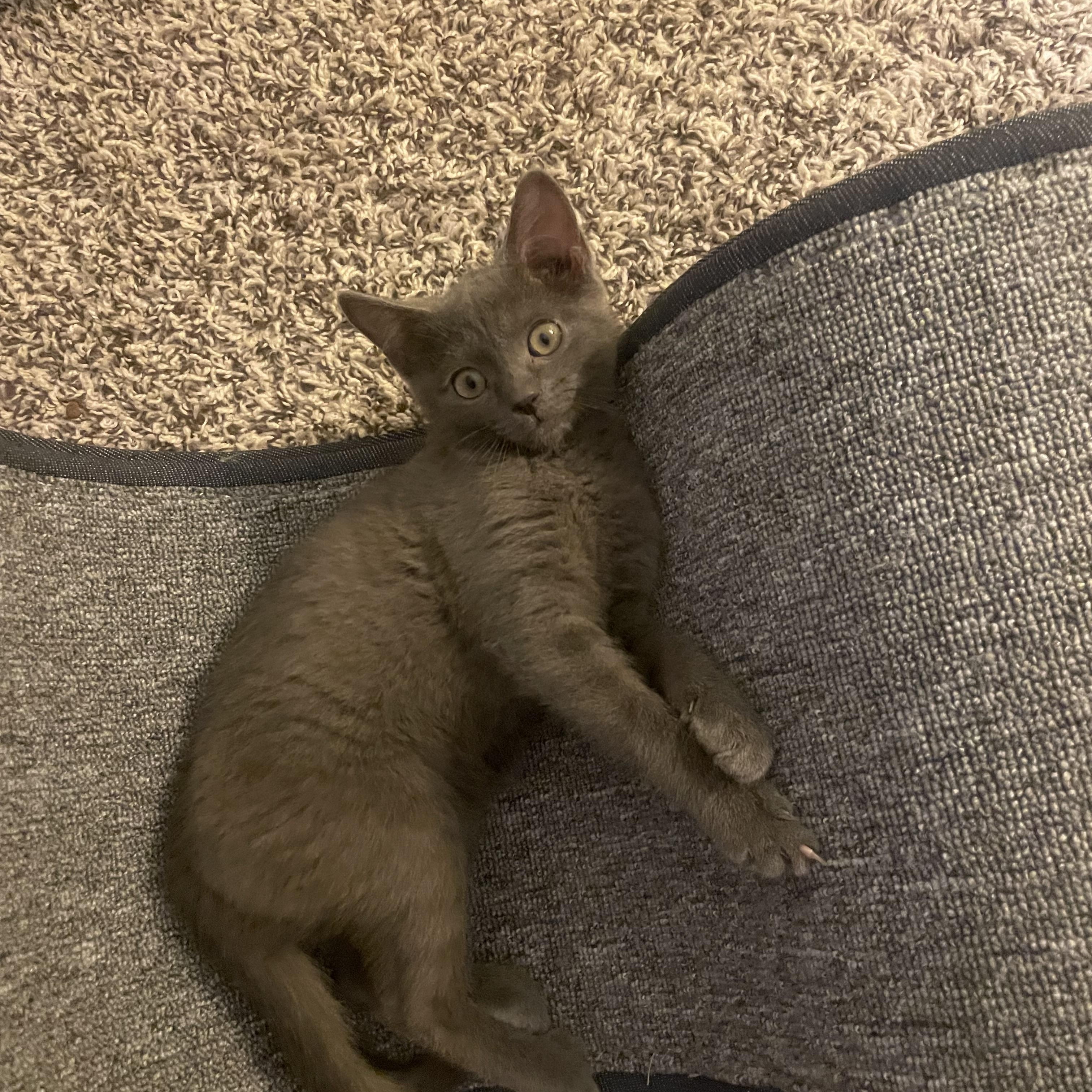 Enlarge Maisey and Daisey, a ADOPTABLE Russian Blue in Charlotte, NC image 1/4