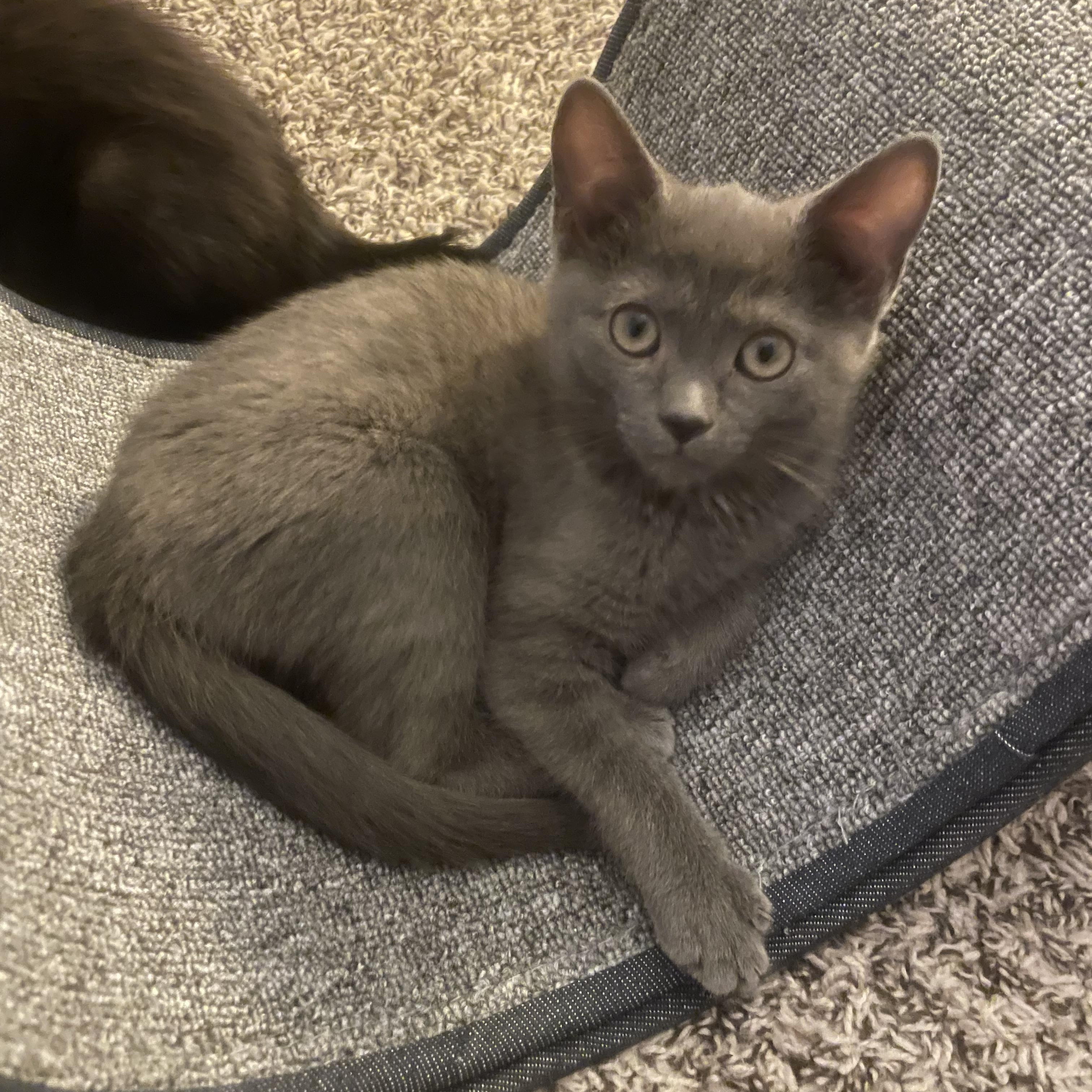 Enlarge Maisey and Daisey, a ADOPTABLE Russian Blue in Charlotte, NC image 4/4