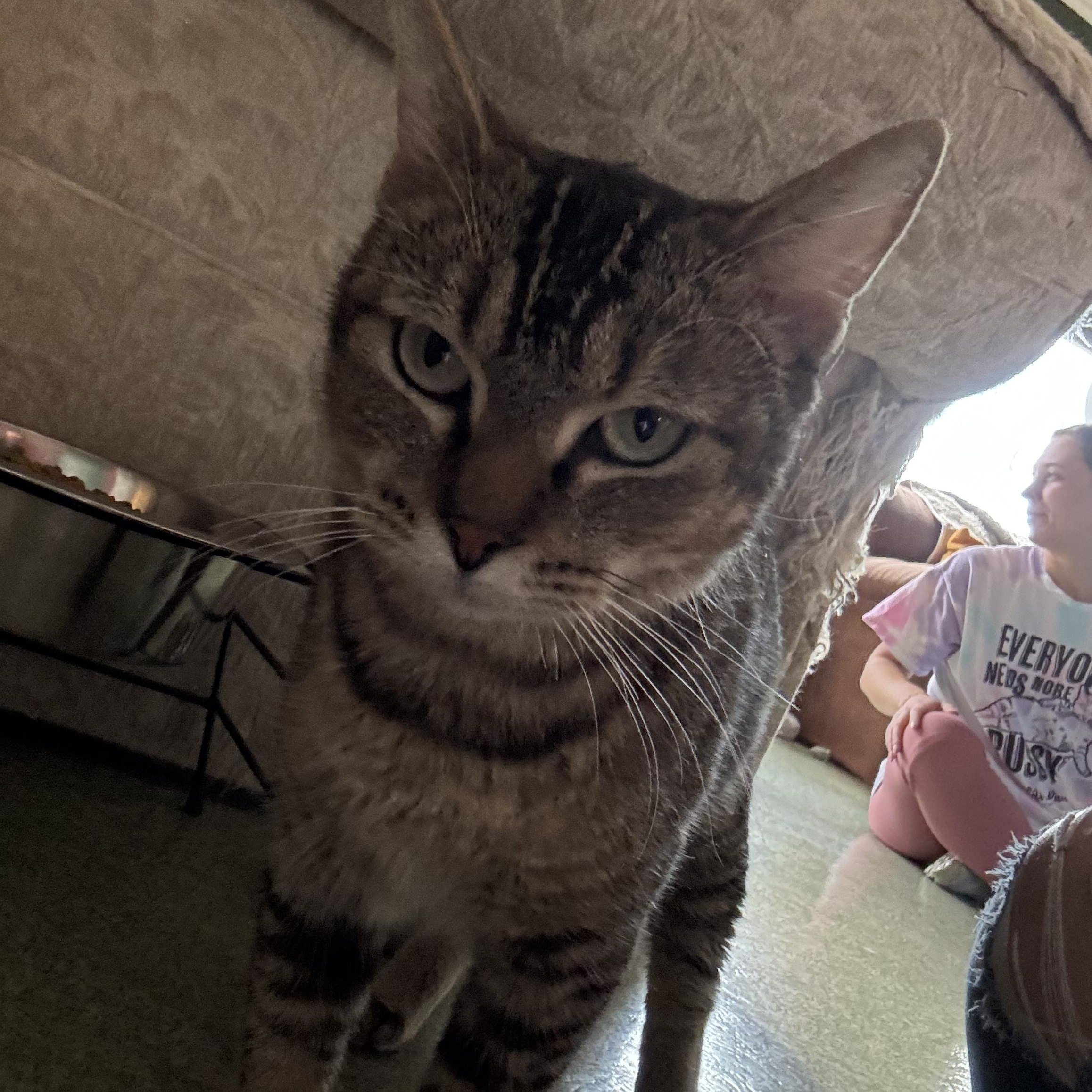 Enlarge Cleopatra, a Adoptable mixed breed in Mount Vernon, IL image 4/6