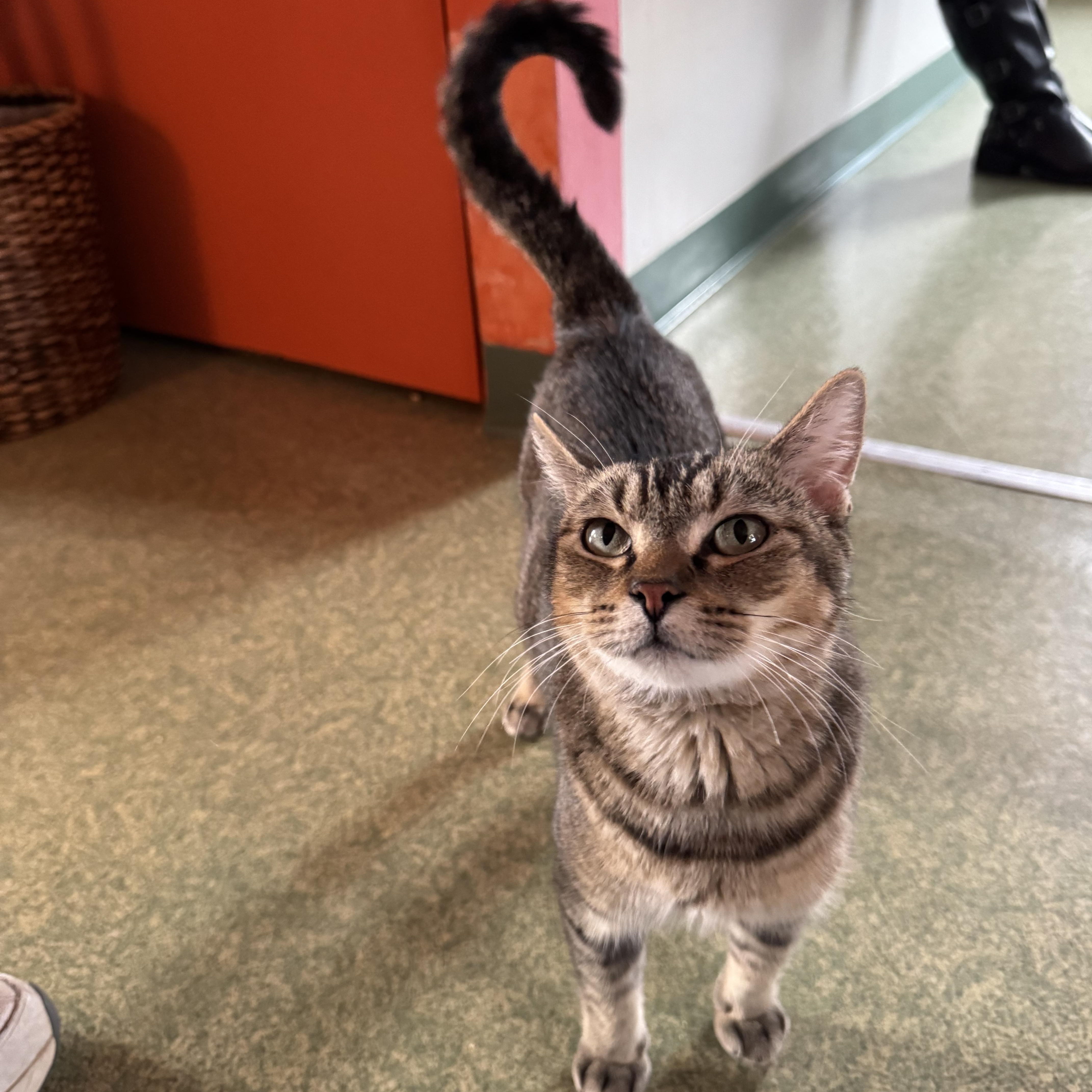 Cleopatra, Adoptable, Adult Female Abyssinian & American Wirehair.