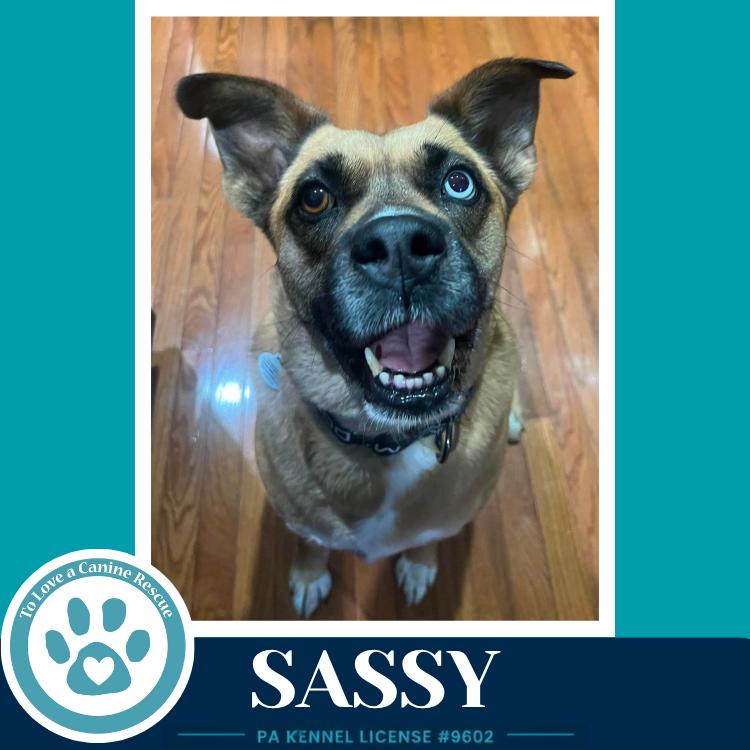 Sassy 050226, Adoptable, Adult Female Shepherd & Boxer.