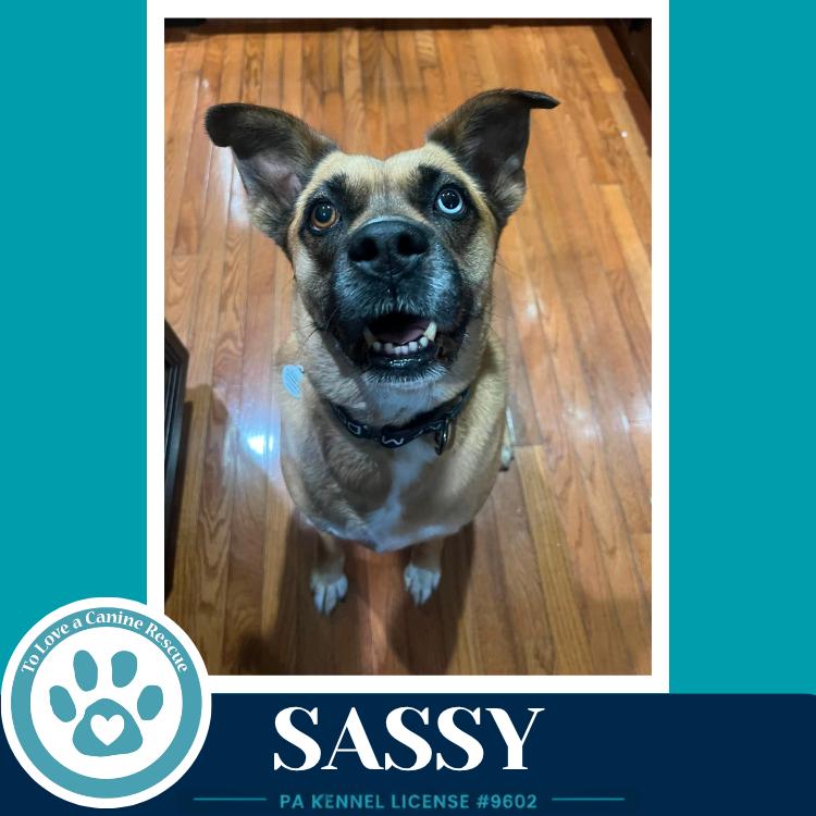Sassy 050226, a Adoptable mixed breed in Kimberton, PA image 2/3
