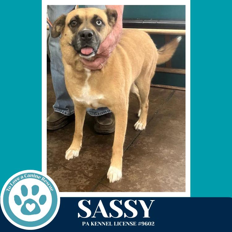 Sassy 050226, a Adoptable mixed breed in Kimberton, PA image 3/3