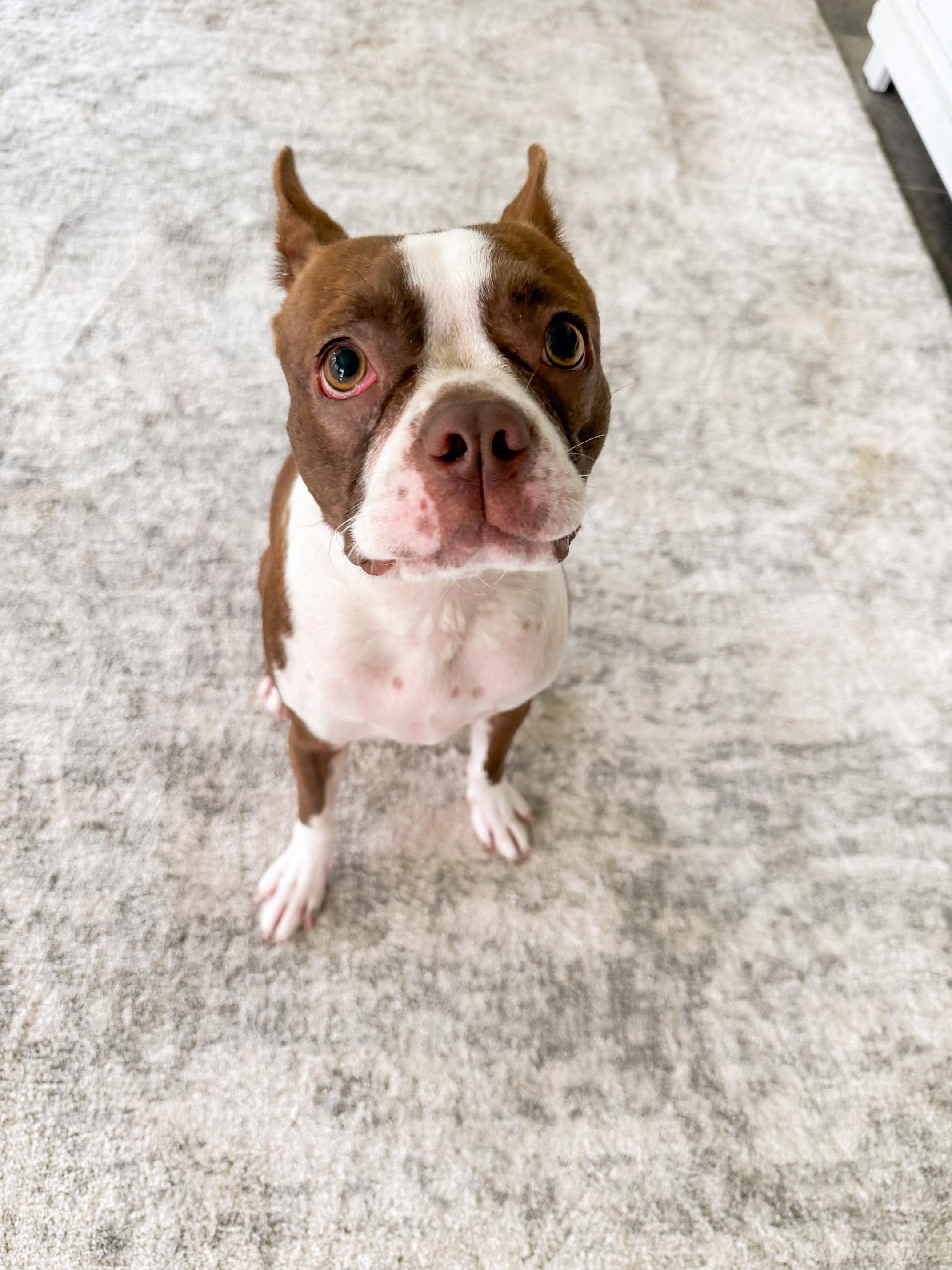 Enlarge Brandi, an adopted Boston Terrier in new orleans, LA image 2/3