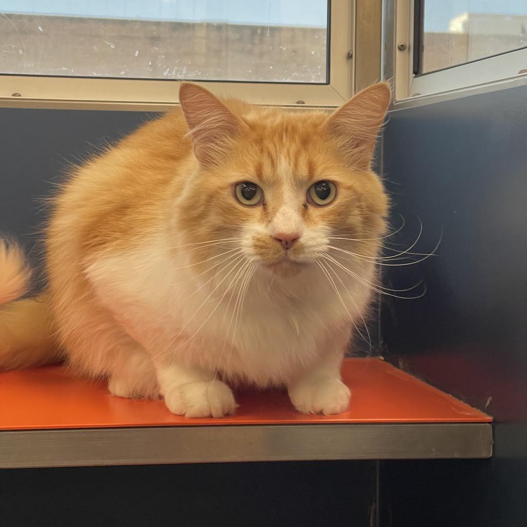 Clarence, Adoptable, Adult Male Domestic Medium Hair.