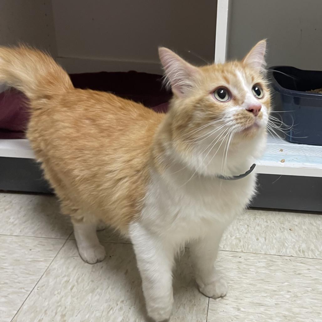 Enlarge Clarence, a Adoptable Domestic Medium Hair in Tulsa, OK image 2/2