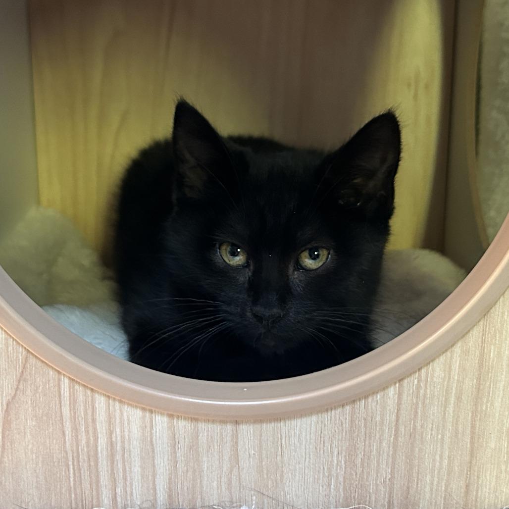 Fae, Adoptable, Kitten Female Domestic Short Hair.