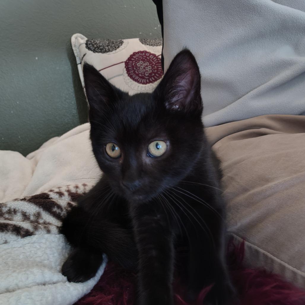 Enlarge Fae, a Adoptable Domestic Short Hair in Santa Rosa, CA image 2/6