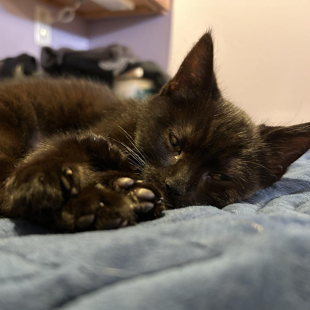 Enlarge Fae, a Adoptable Domestic Short Hair in Santa Rosa, CA image 3/6