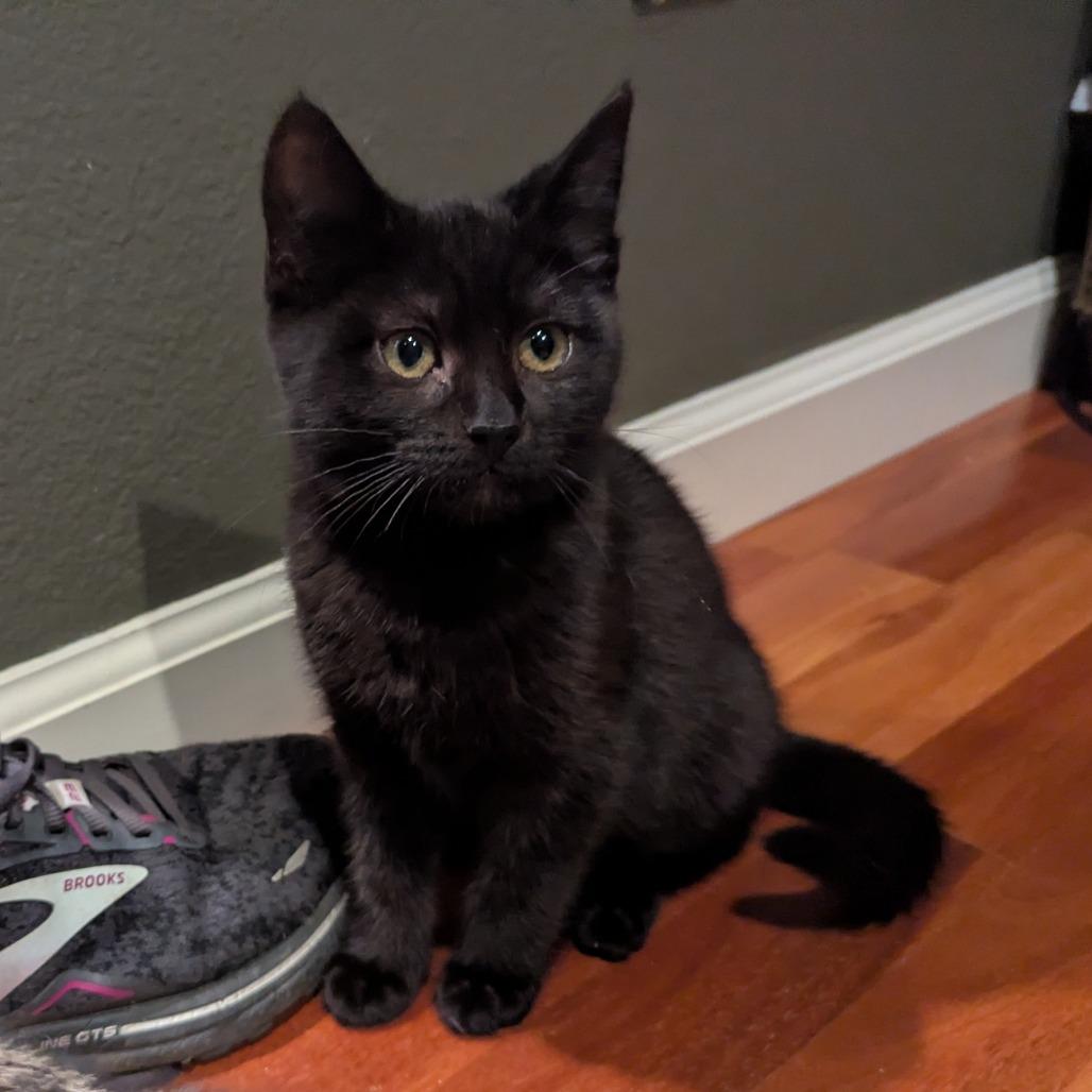 Enlarge Fae, a Adoptable Domestic Short Hair in Santa Rosa, CA image 4/6