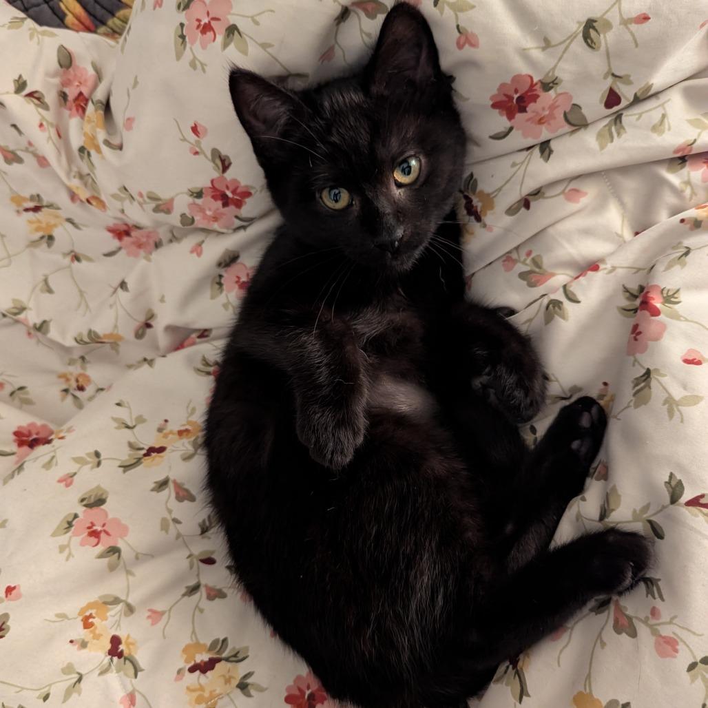 Enlarge Fae, a Adoptable Domestic Short Hair in Santa Rosa, CA image 5/6