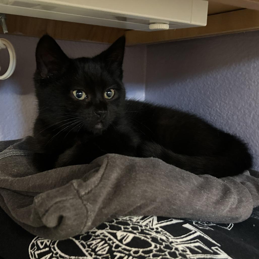 Enlarge Fae, a Adoptable Domestic Short Hair in Santa Rosa, CA image 6/6