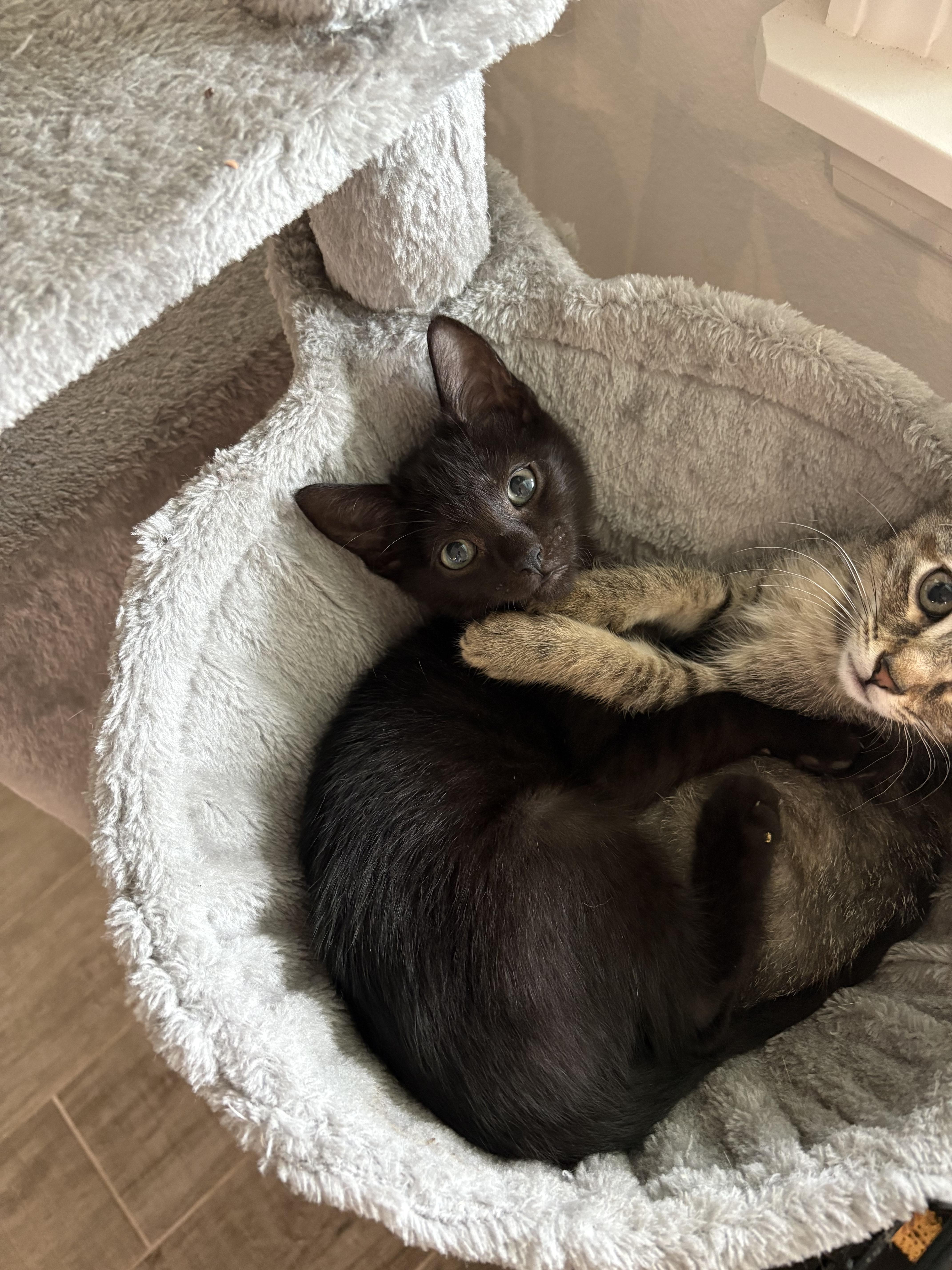 Enlarge Kris, an adopted mixed breed in Palm City, FL image 2/3