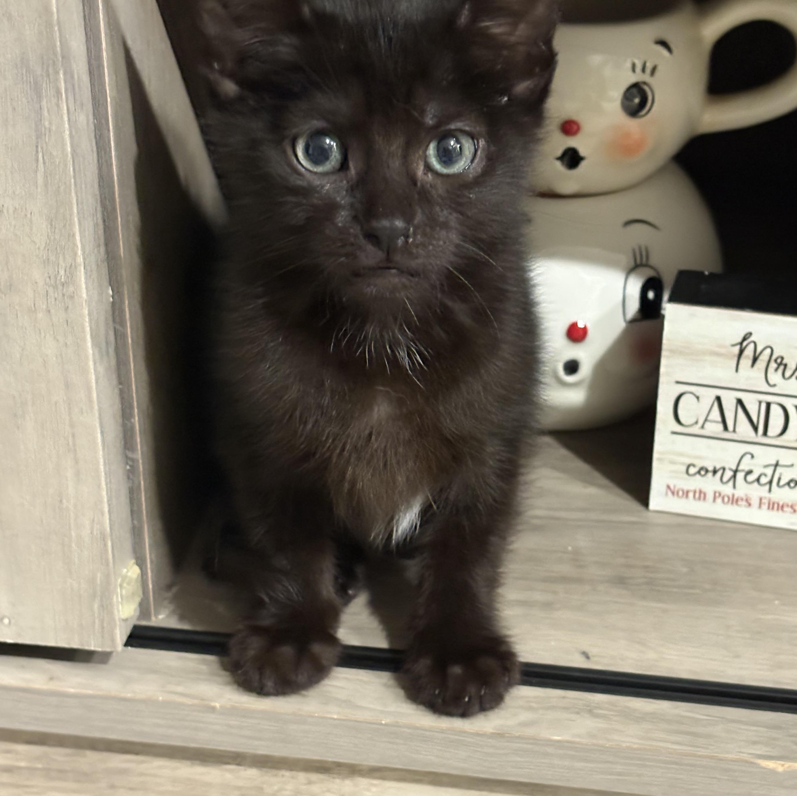 Enlarge Kris, an adopted mixed breed in Palm City, FL image 1/3