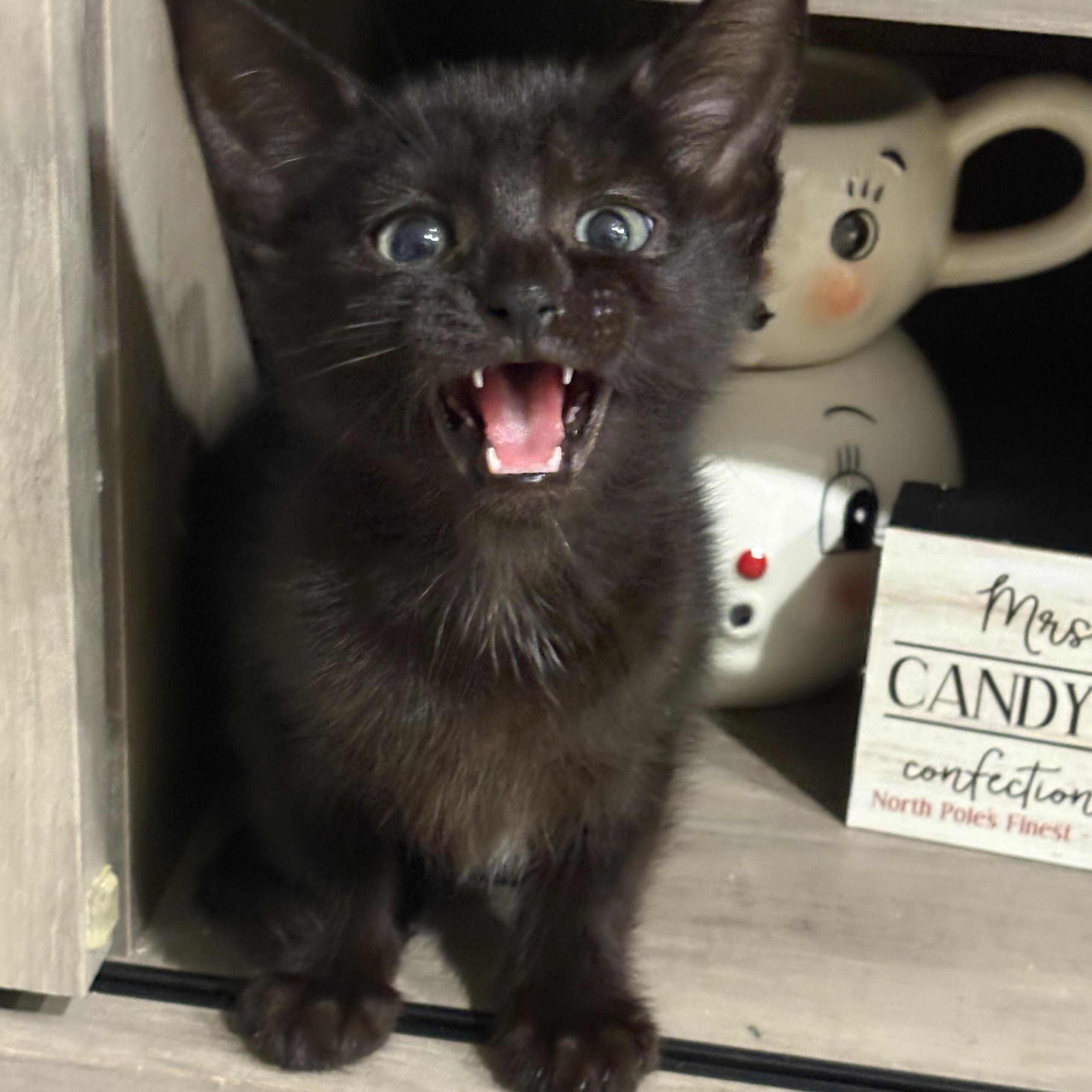 Enlarge Kris, an adopted mixed breed in Palm City, FL image 3/3