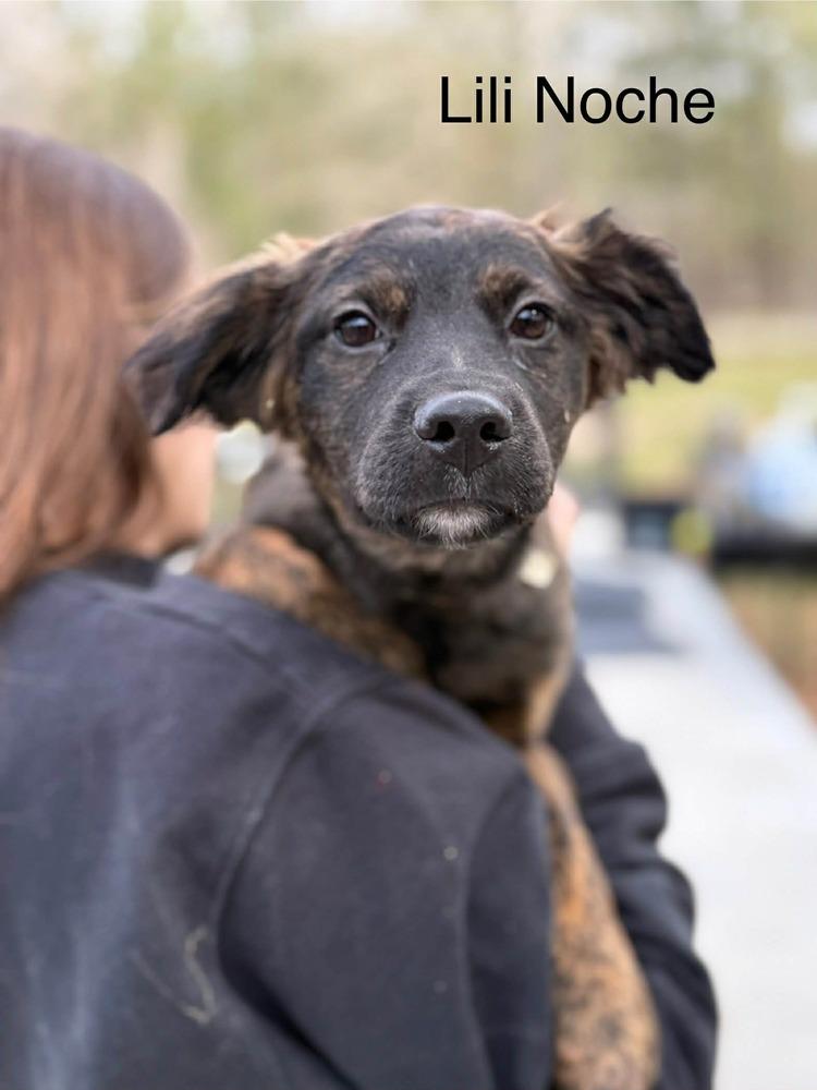 Enlarge Lili Noche (AVAILABLE 1/26), a Adoptable mixed breed in Leverett, MA image 1/1