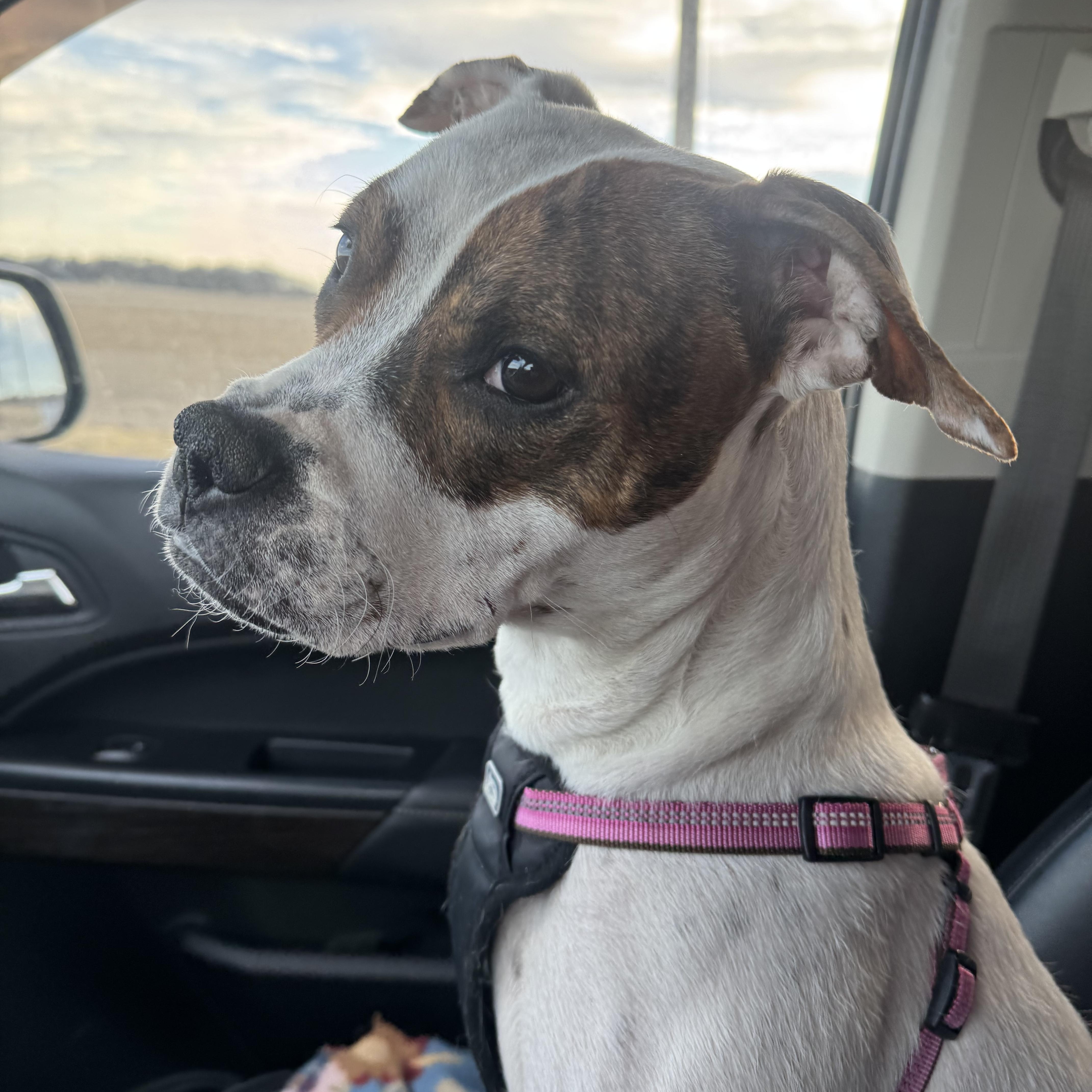 ANEIRA, ADOPTABLE, Young Female Pit Bull Terrier & American Staffordshire Terrier.