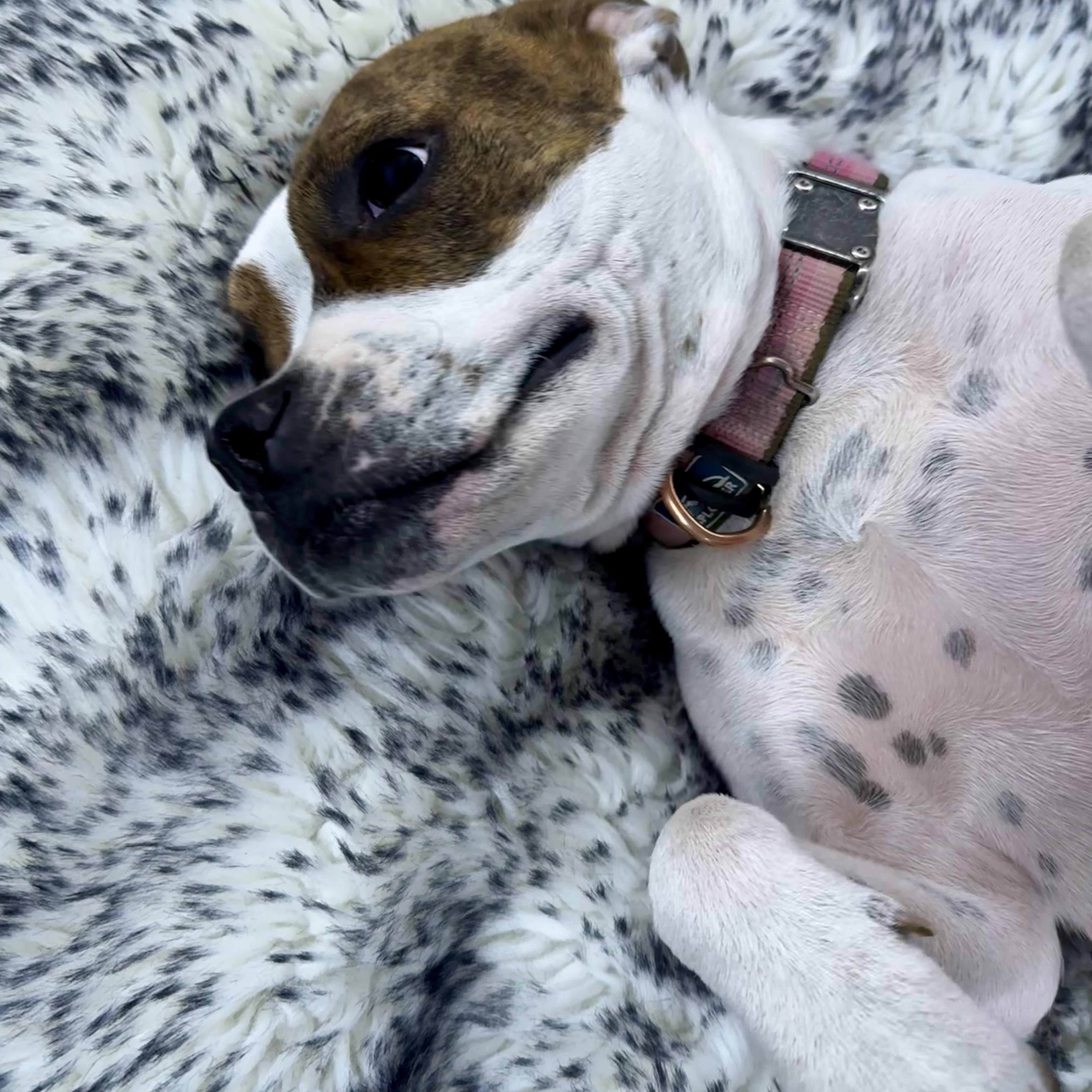 ANEIRA, a ADOPTABLE mixed breed in Wilmington, OH image 2/6