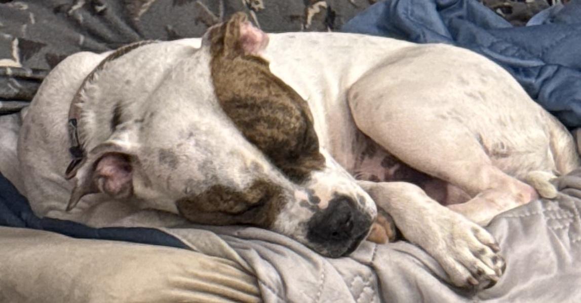 ANEIRA, ADOPTABLE, Young Female Pit Bull Terrier & American Staffordshire Terrier.