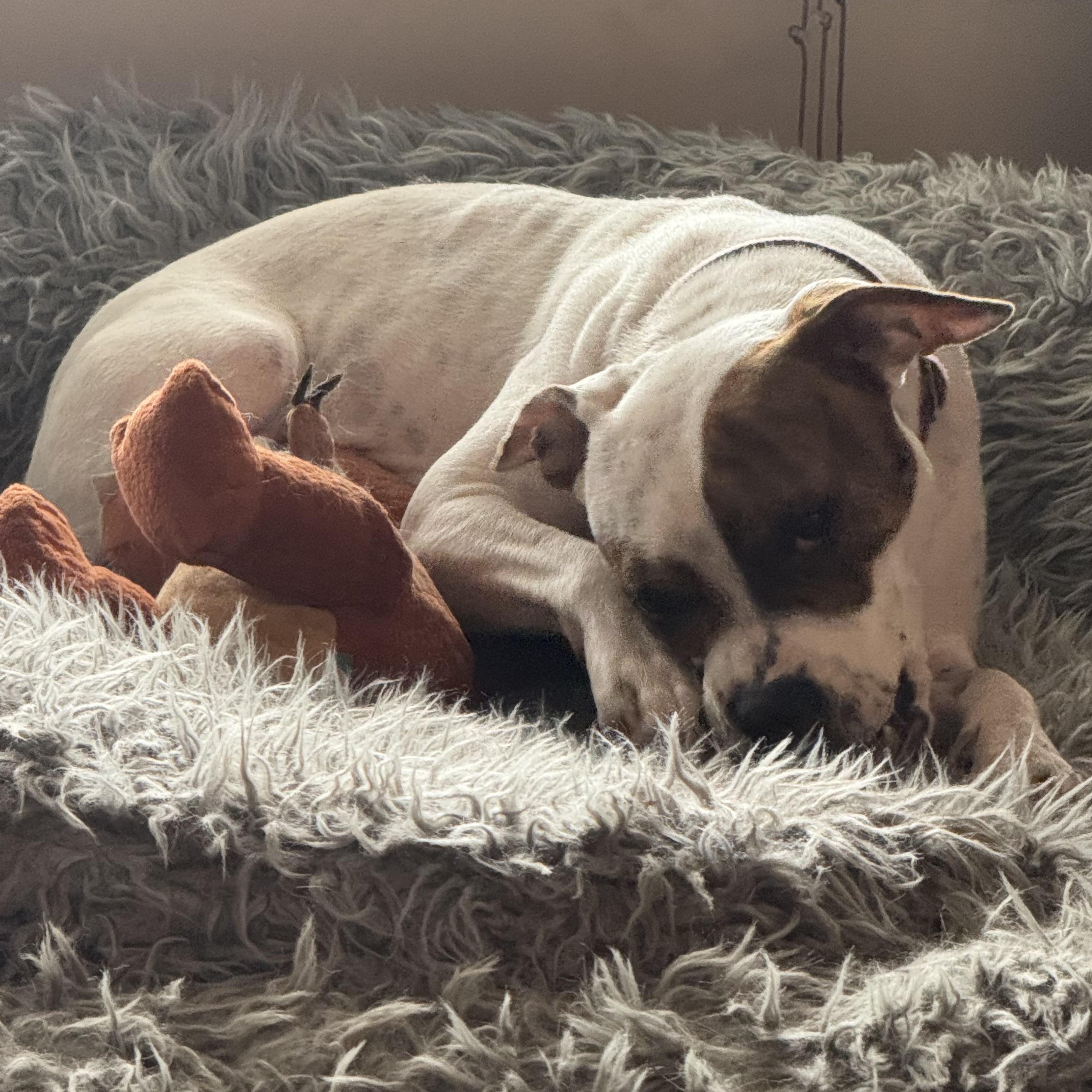 Enlarge ANEIRA, a ADOPTABLE mixed breed in Wilmington, OH image 4/4