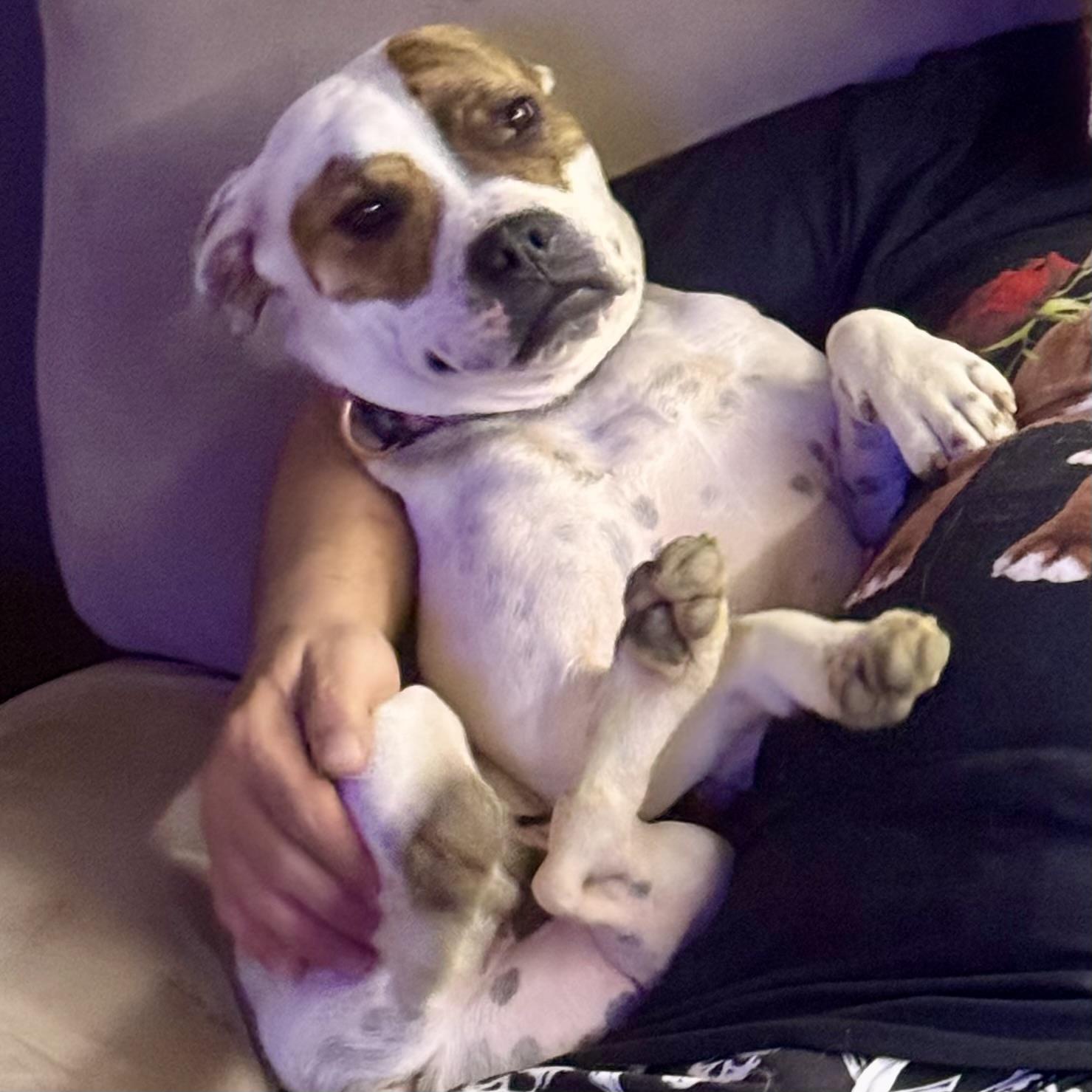 ANEIRA, ADOPTABLE, Young Female Pit Bull Terrier & American Staffordshire Terrier.