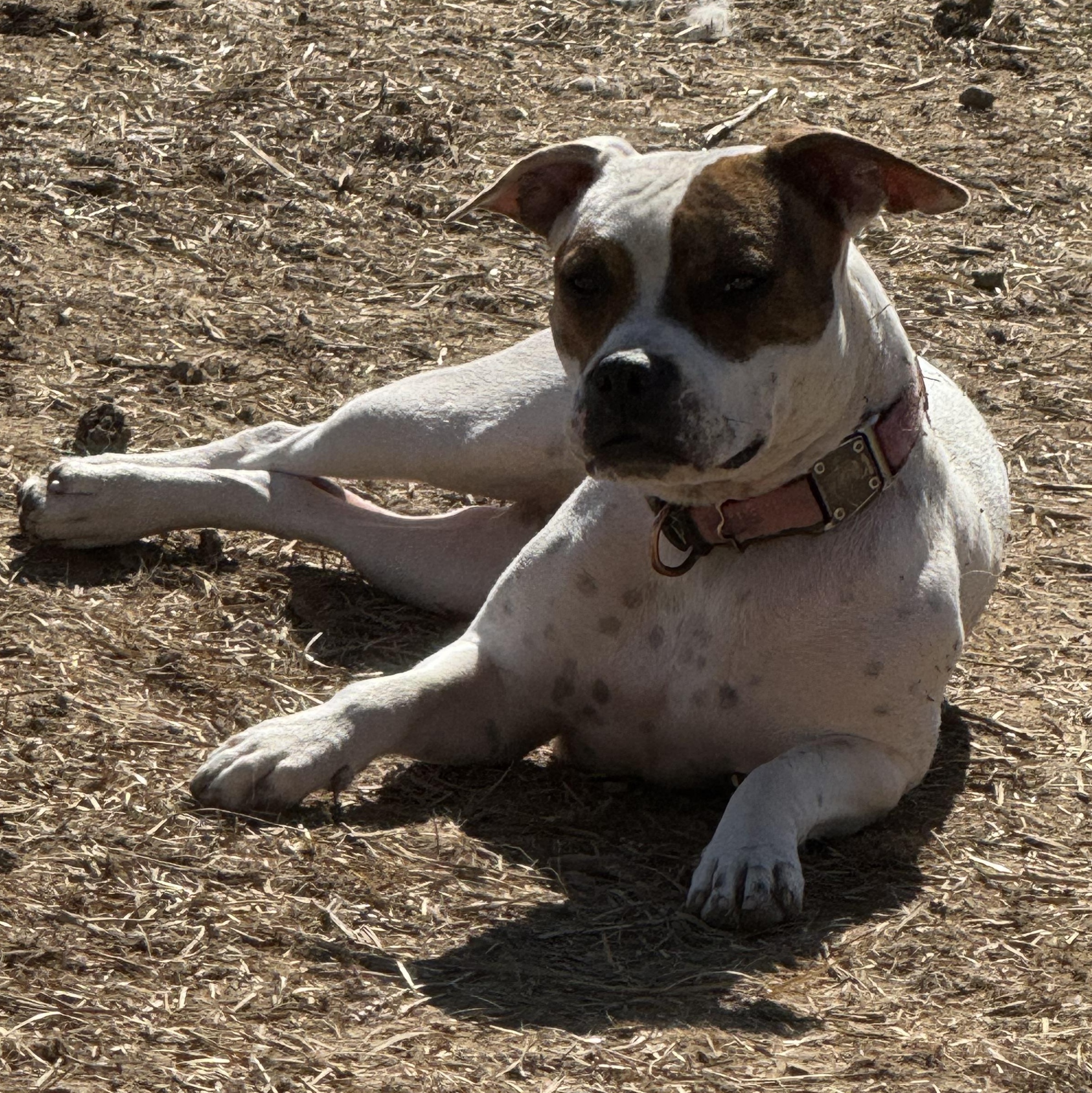 Enlarge ANEIRA, a ADOPTABLE mixed breed in Wilmington, OH image 3/4
