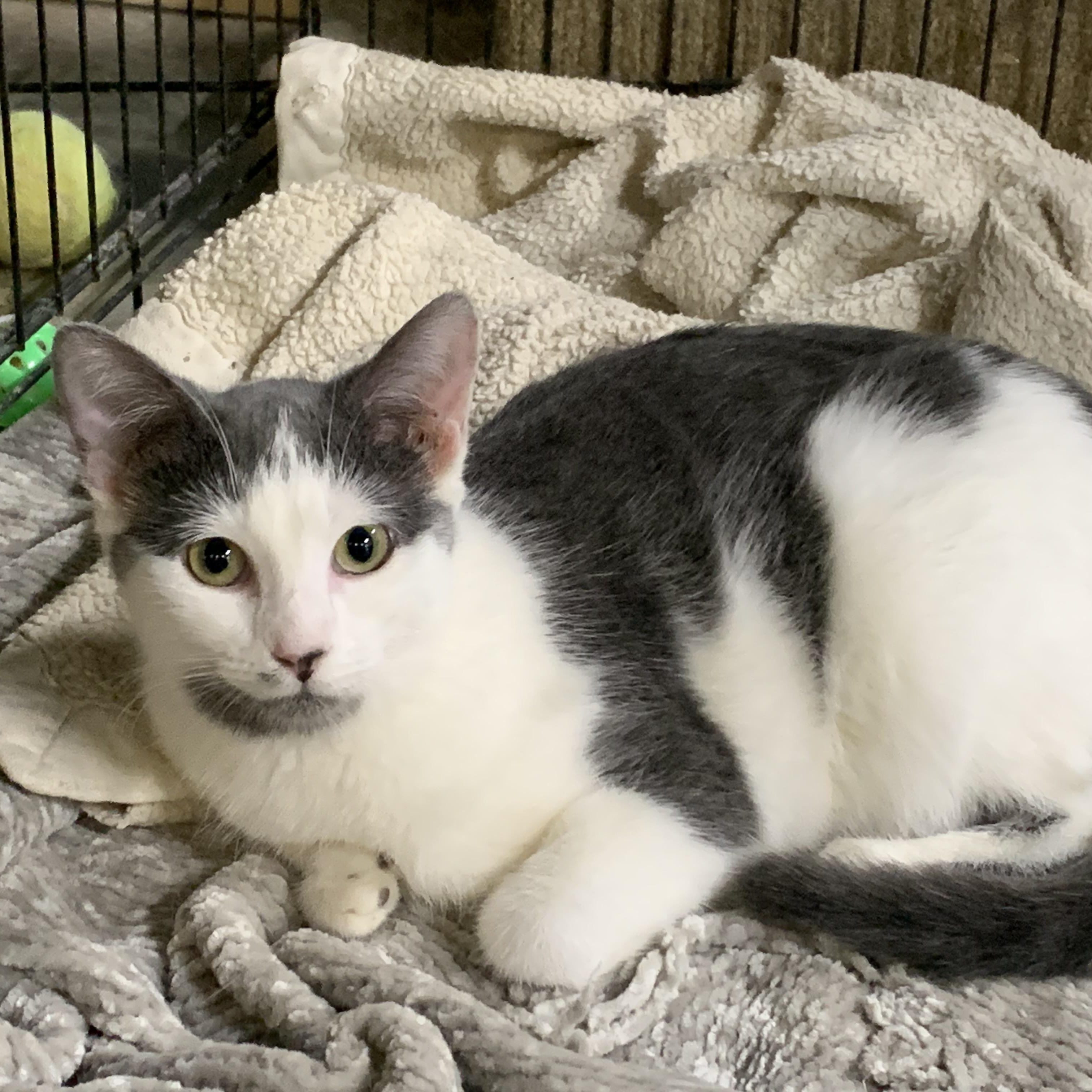 Casey, Adoptable, Young Female Domestic Short Hair.