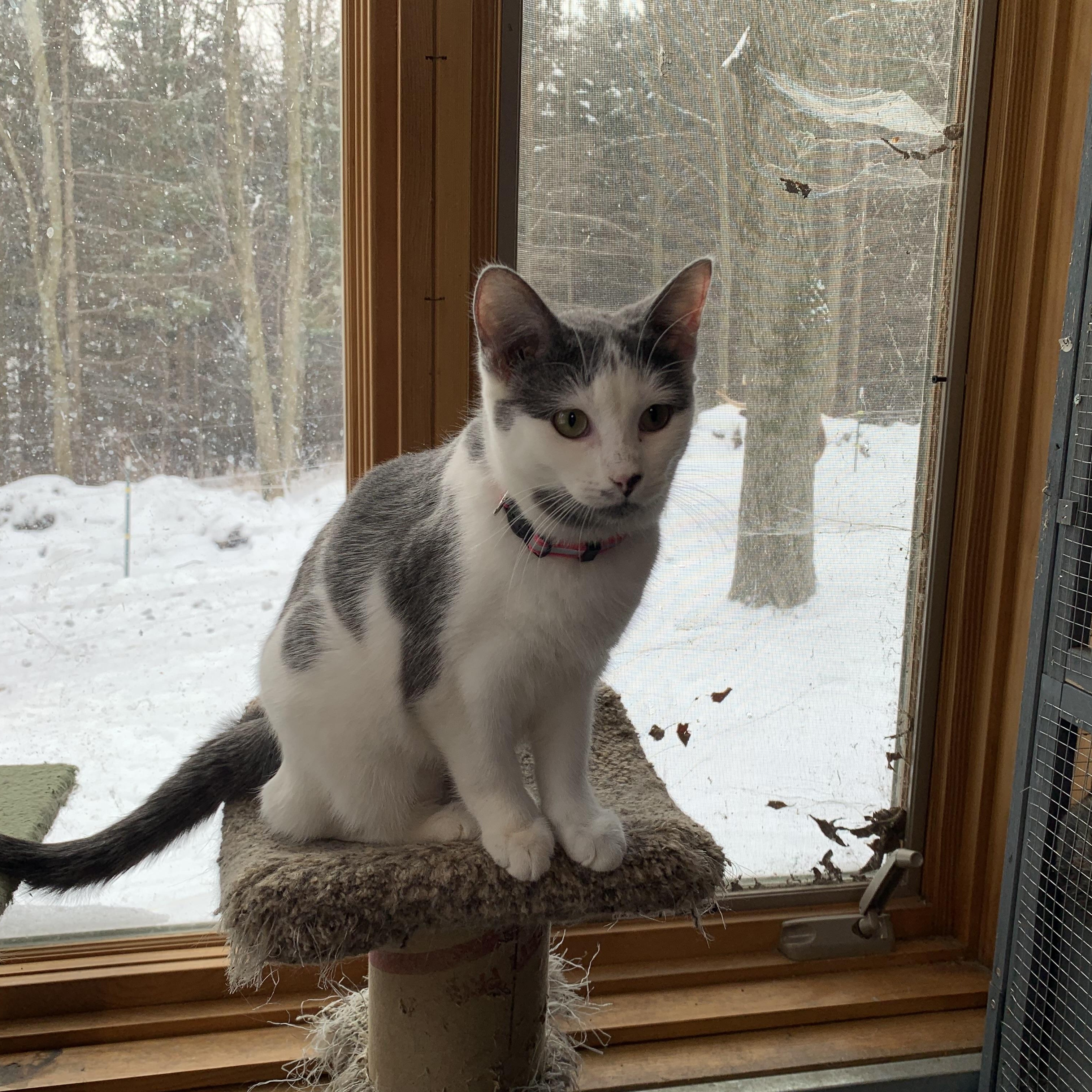 Enlarge Casey, a Adoptable Domestic Short Hair in Stockholm, WI image 1/2