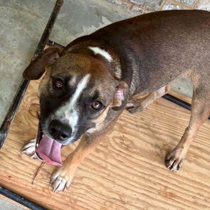 Enlarge DEE, a Adoptable Mixed Breed in Fernandina Beach, FL image 2/2
