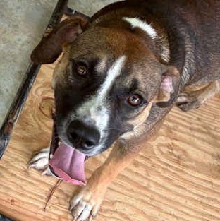 Enlarge DEE, a Adoptable Mixed Breed in Fernandina Beach, FL image 1/2