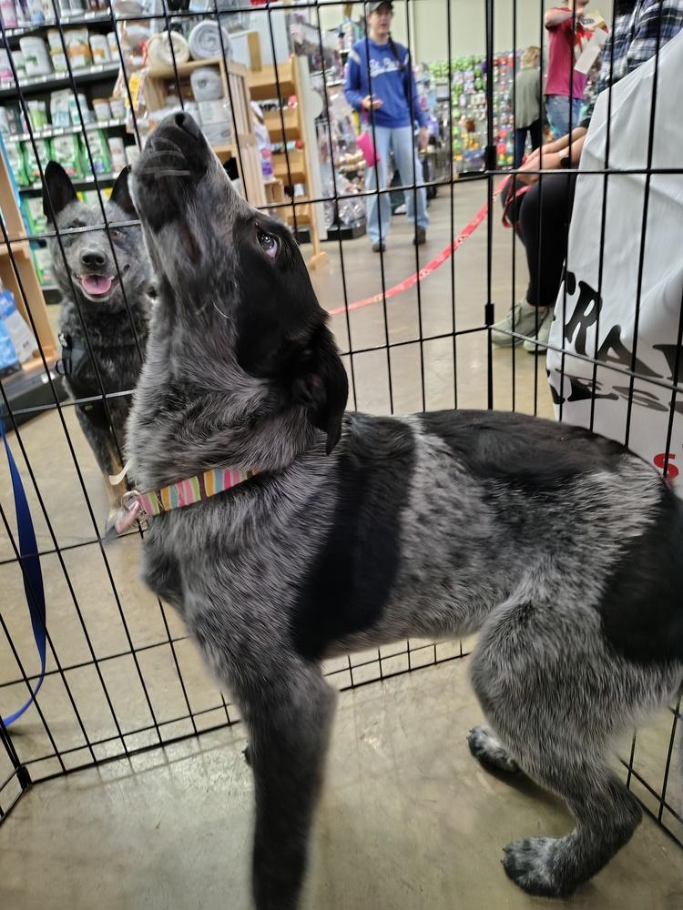 Cosmo, Adoptable, Puppy Male Australian Cattle Dog / Blue Heeler.