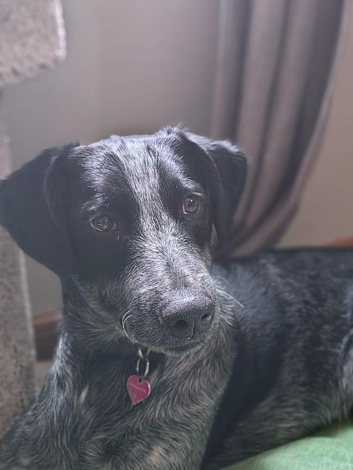 Enlarge Cosmo, a Adoptable mixed breed in Mansfield, OH image 3/4