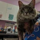 Prince, Adoptable, Adult Male Domestic Long Hair.
