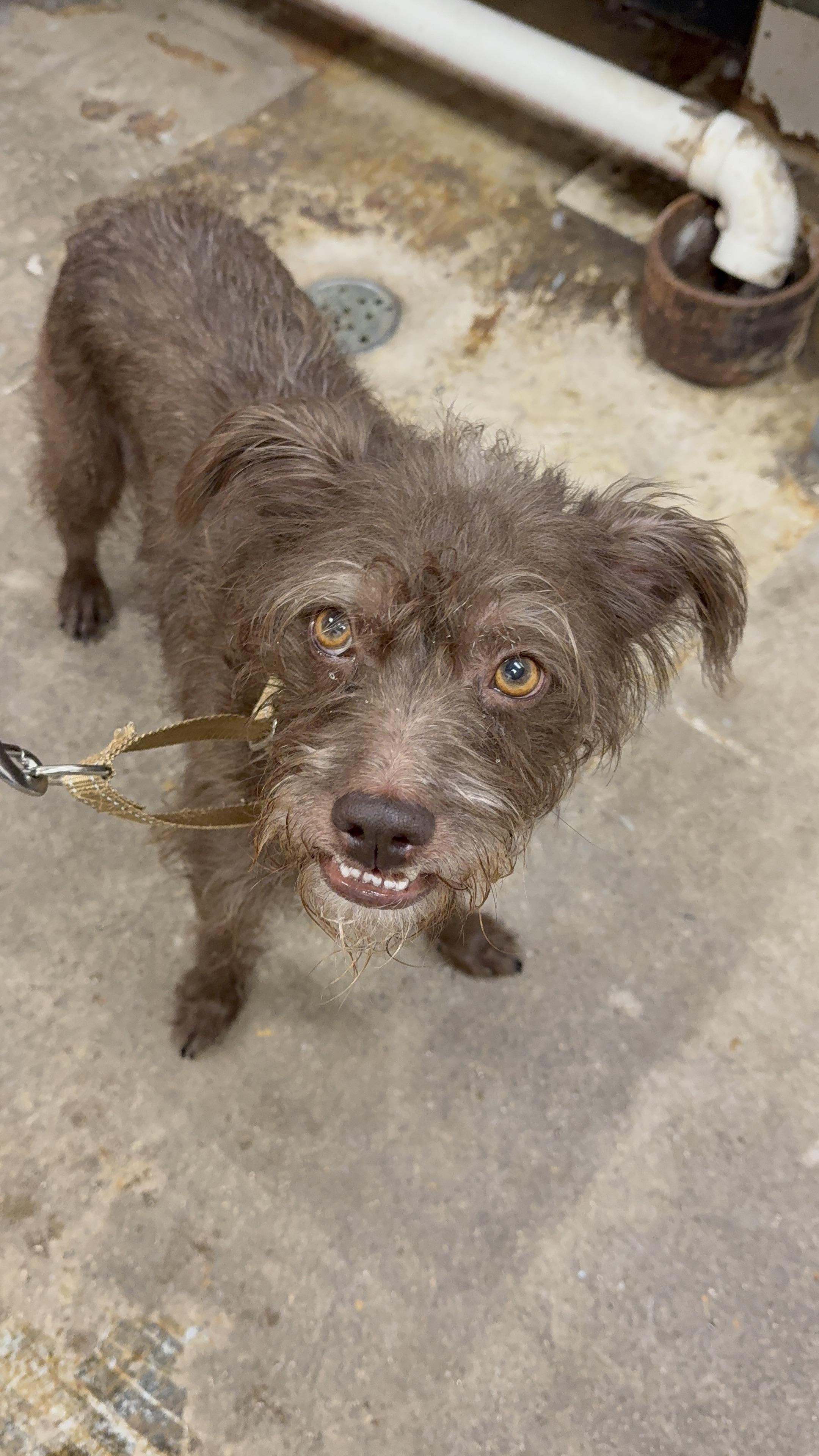 Enlarge Ollie, a Adoptable mixed breed in Crystal Lake, IL image 1/5