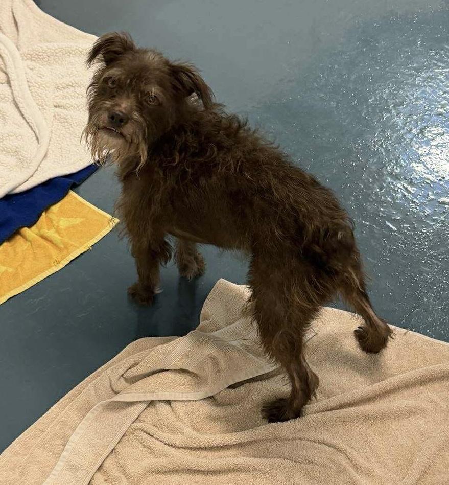 Enlarge Ollie, a Adoptable mixed breed in Crystal Lake, IL image 2/5