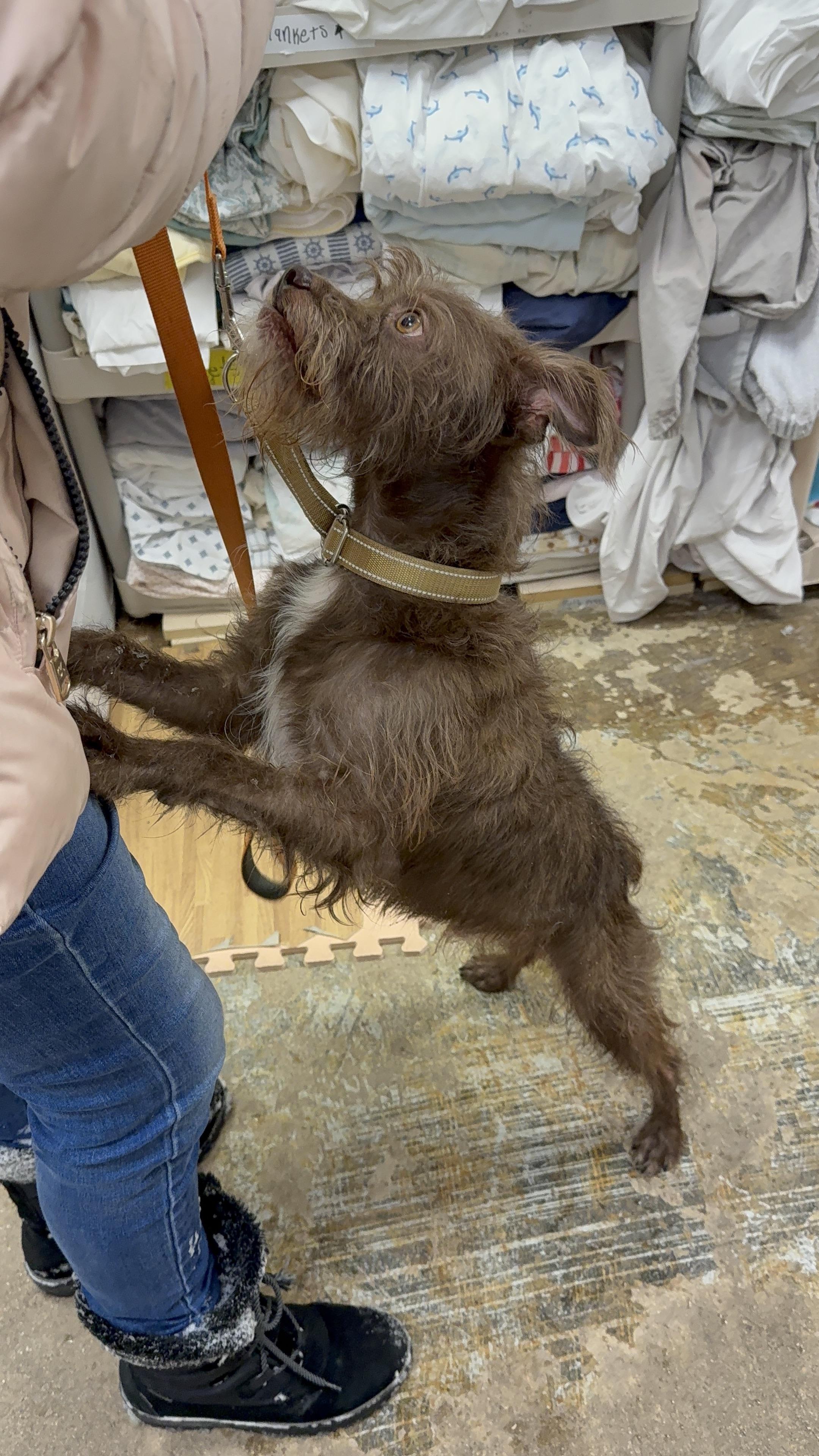 Enlarge Ollie, a Adoptable mixed breed in Crystal Lake, IL image 3/5