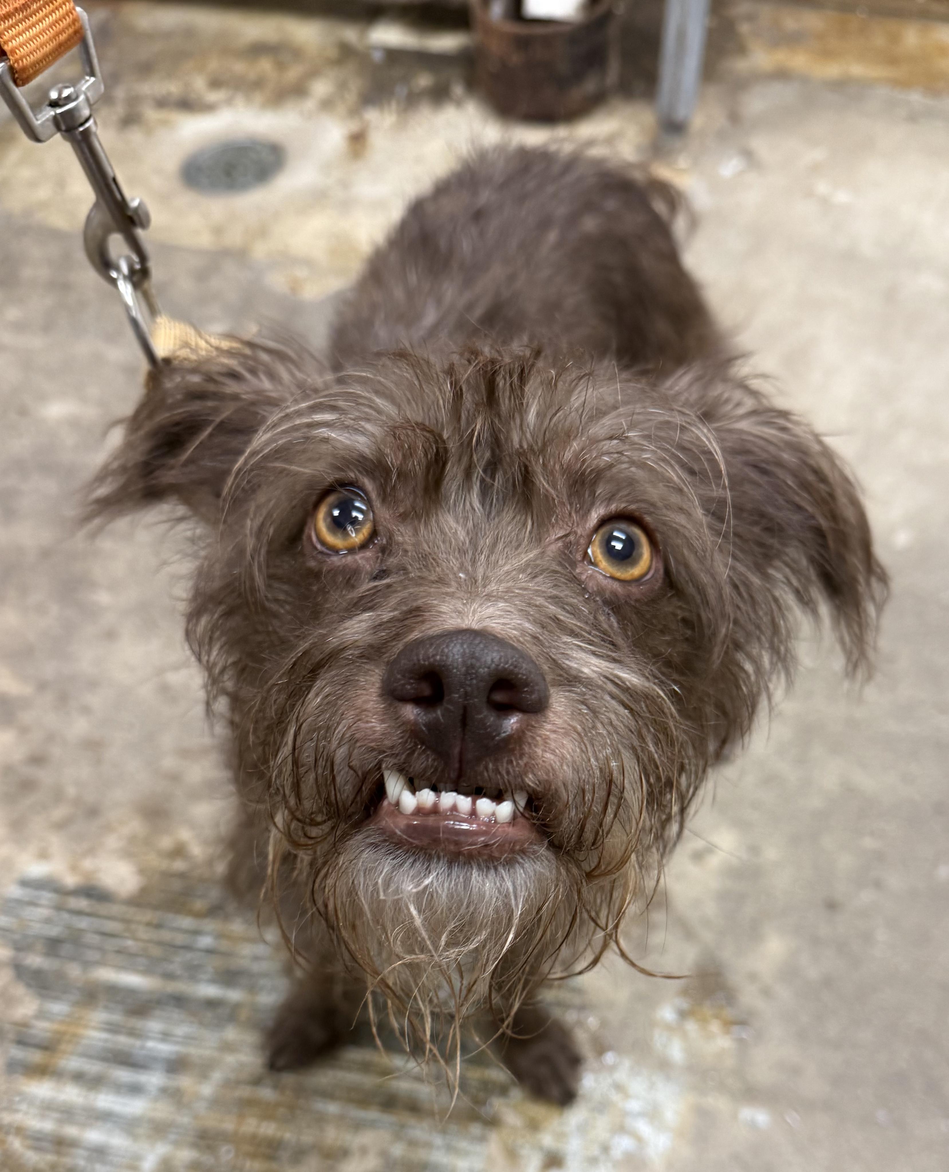 Enlarge Ollie, a Adoptable mixed breed in Crystal Lake, IL image 4/5