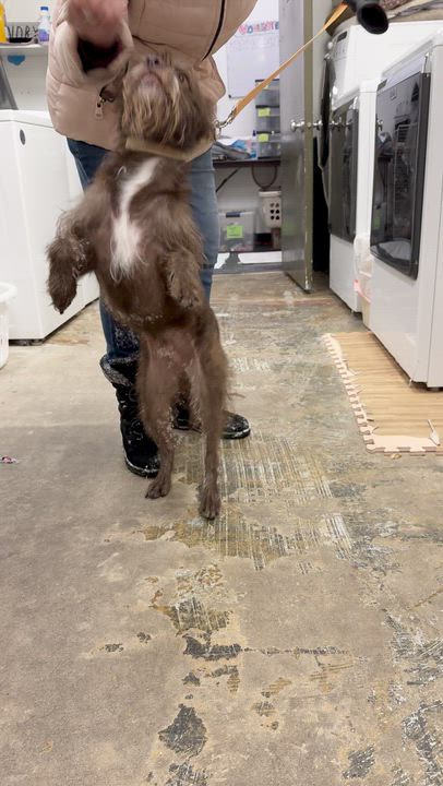 Enlarge Ollie, a Adoptable mixed breed in Crystal Lake, IL video 5/5