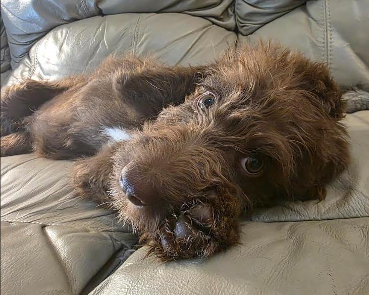 Cooper, an adopted mixed breed in Raleigh, NC image 5/6