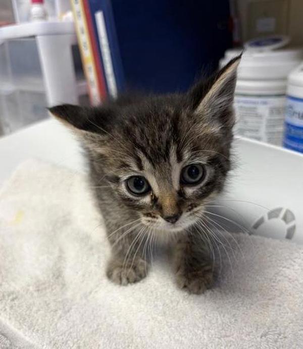 Red Rover, Adoptable, Kitten Male Domestic Short Hair.