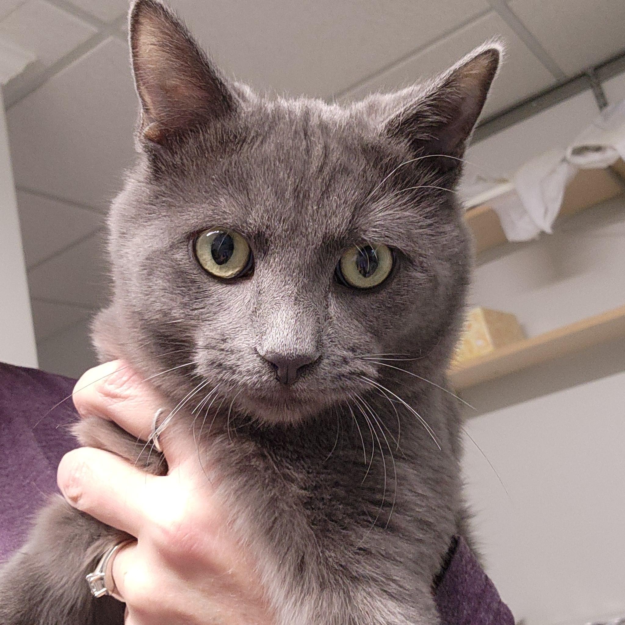 Enlarge Billy Brogan FeLV+, a Adoptable Domestic Short Hair in Denver, CO image 3/6