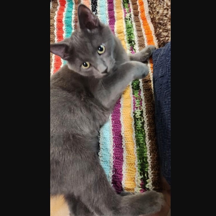 Billy Haseman, a Adoptable Domestic Short Hair in Denver, CO image 4/6