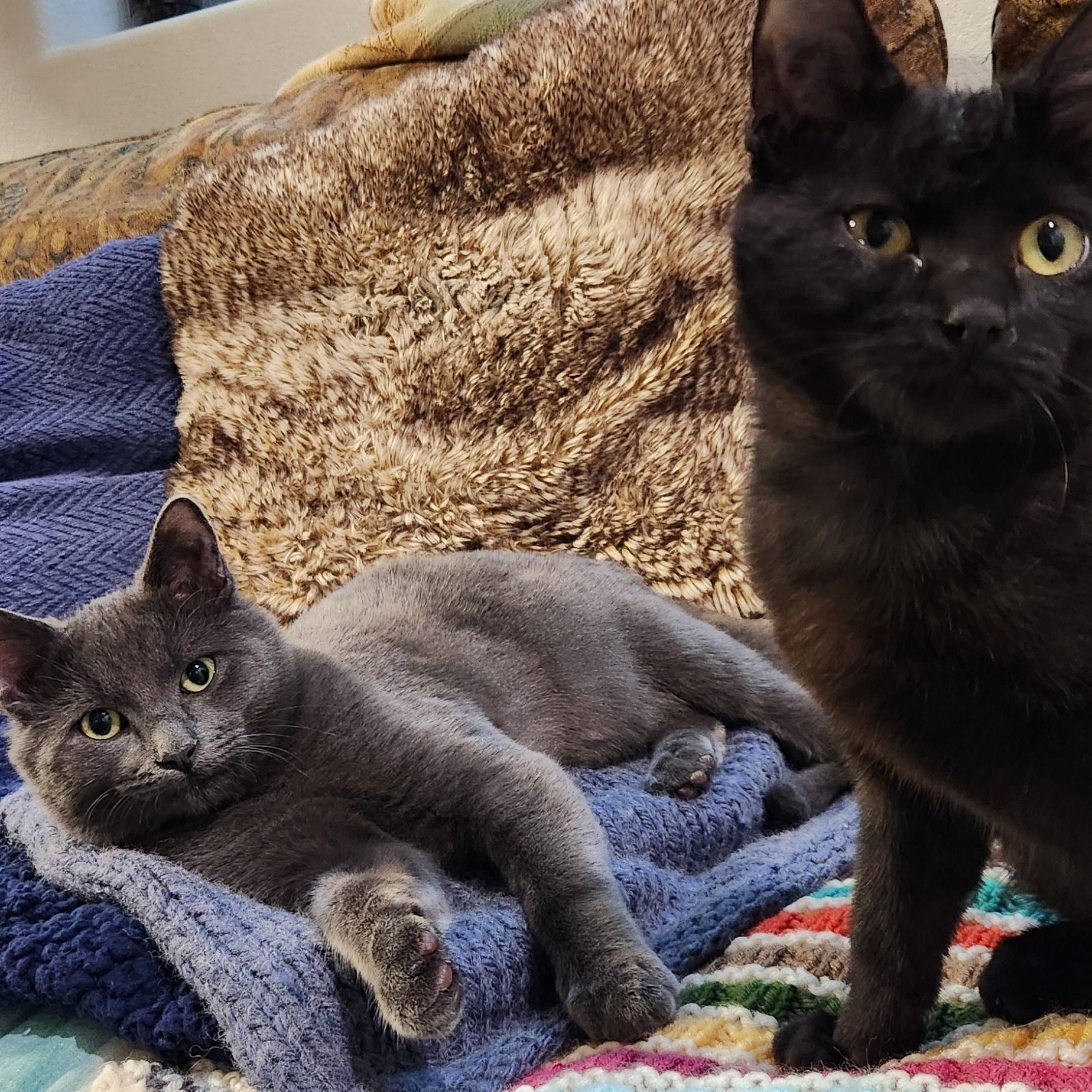 Enlarge Billy Brogan FeLV+, a Adoptable Domestic Short Hair in Denver, CO image 6/6